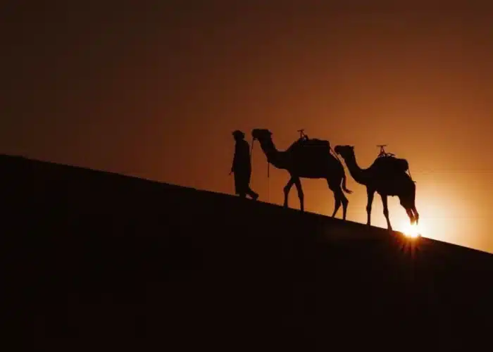 Tour 4 giorni da Marrakech a Fes – Silhouette di cammelli che attraversano il deserto del Sahara al crepuscolo sotto un cielo stellato